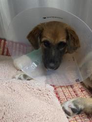 Shelter Stray Female Dog last seen , 8920 Lomas Blvd NE, Albuquerque, NM 87112, USA