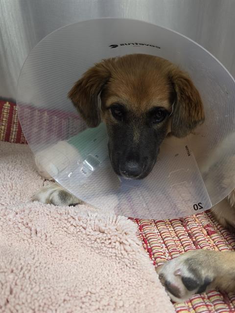 Shelter Stray Female Dog last seen , 8920 Lomas Blvd NE, Albuquerque, NM 87112, USA