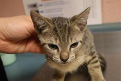 Shelter Stray Male Cat last seen Near BLOCK RUSS BROWN RD, 127 Humane Ln, Columbia, SC 29201, USA