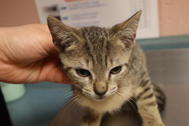 Shelter Stray Male Cat last seen Near BLOCK RUSS BROWN RD, 127 Humane Ln, Columbia, SC 29201, USA