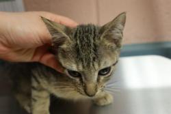 Shelter Stray Male Cat last seen Near BLOCK RUSS BROWN RD, 127 Humane Ln, Columbia, SC 29201, USA