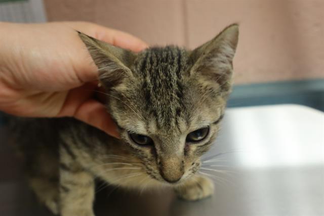 Shelter Stray Male Cat last seen Near BLOCK RUSS BROWN RD, 127 Humane Ln, Columbia, SC 29201, USA