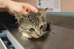 Shelter Stray Male Cat last seen Near BLOCK RUSS BROWN RD, 127 Humane Ln, Columbia, SC 29201, USA
