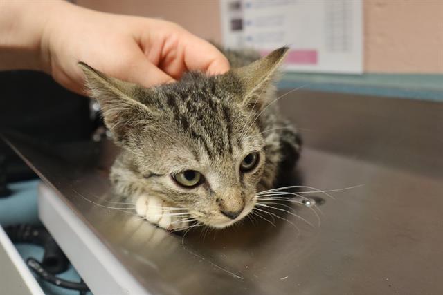 Shelter Stray Male Cat last seen Near BLOCK RUSS BROWN RD, 127 Humane Ln, Columbia, SC 29201, USA