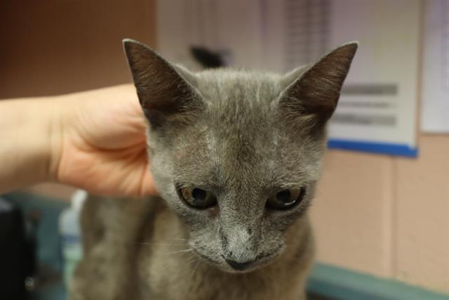 Shelter Stray Female Cat last seen Near BLOCK RUSS BROWN RD, 127 Humane Ln, Columbia, SC 29201, USA
