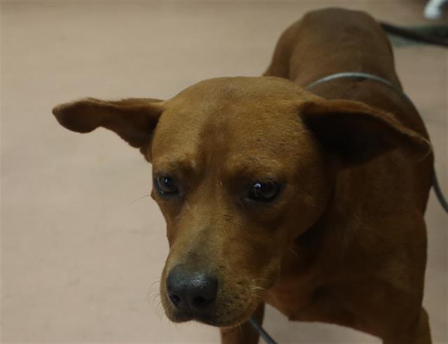 Shelter Stray Male Dog last seen Near BLOCK LORICK RD, 127 Humane Ln, Columbia, SC 29201, USA