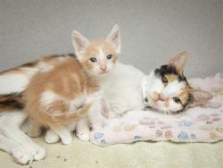 Shelter Stray Female Cat last seen Near BLOCK N 80TH DR, 5501 E Van Buren St, Phoenix, AZ 85008, USA