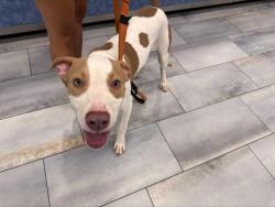 Shelter Stray Male Dog last seen CHARLOTTE, 8315 Byrum Dr, Charlotte, NC 28217, USA