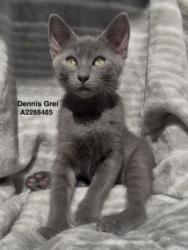 Shelter Stray Male Cat last seen , West Valley Animal Shelter, 20655 Plummer St, Chatsworth, CA 91311, USA