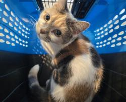 Shelter Stray Female Cat last seen Near BLOCK E ILIFF AVE, AURORA CO 80014 1135, 2080 S Quebec St, Denver, CO 80231, USA