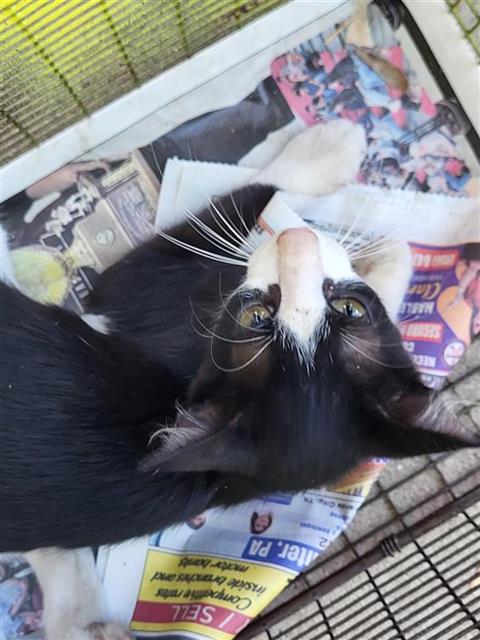 Shelter Stray Male Cat last seen NW 28TH ST, 4710 TX-151, San Antonio, TX 78227, USA