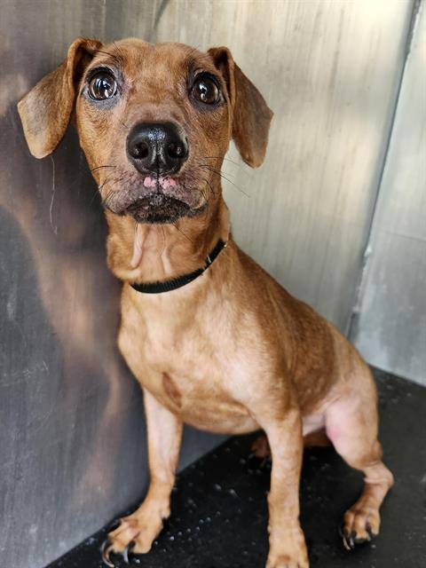 Shelter Stray Male Dog last seen Near BLOCK IRWIN DR, 4710 TX-151, San Antonio, TX 78227, USA