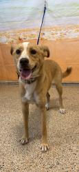 Shelter Stray Female Dog last seen NORTH MIAMI, 3599 NW 79th Ave, Doral, FL 33122, USA