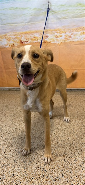 Shelter Stray Female Dog last seen NORTH MIAMI, 3599 NW 79th Ave, Doral, FL 33122, USA