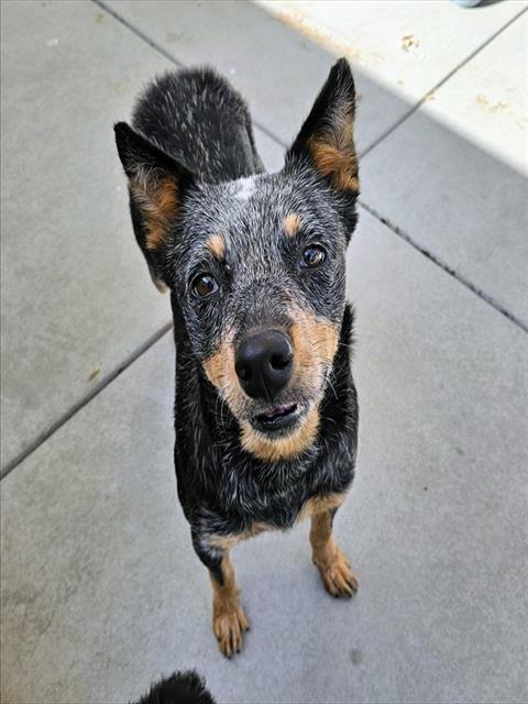 Shelter Stray Female Dog last seen , 600 Aviation Dr, Camarillo, CA 93010, USA