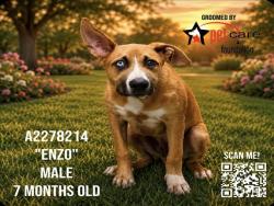 Shelter Stray Male Dog last seen , 3201 Lacy St, Los Angeles, CA 90031, USA
