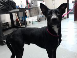 Shelter Stray Male Dog last seen Near AMUSEMENT DR, HOPE MILLS NC 28348, 4704 Corporation Dr, Fayetteville, NC 28306, USA