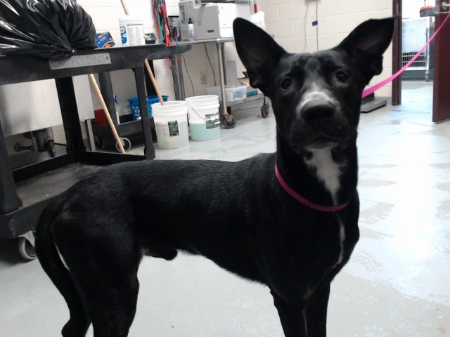 Shelter Stray Male Dog last seen Near AMUSEMENT DR, HOPE MILLS NC 28348, 4704 Corporation Dr, Fayetteville, NC 28306, USA