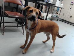 Shelter Stray Male Dog last seen , 4704 Corporation Dr, Fayetteville, NC 28306, USA