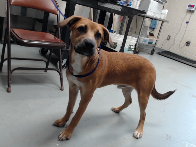 Shelter Stray Male Dog last seen , 4704 Corporation Dr, Fayetteville, NC 28306, USA