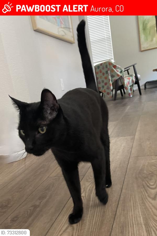 Lost Male Cat last seen 40th and Buchanan in Aurora Highlands, Aurora, CO 80019