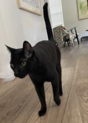 Lost Male Cat last seen 40th and Buchanan in Aurora Highlands, Aurora, CO 80019