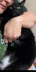Reunited Male Cat last seen On Pebble Trace off Thixton Lane, Creekview Subdivision, Louisville, KY 40229