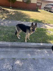 Found/Stray Unknown Dog last seen On the front lawn of the hse shown, Morelos is close by this neighborhood, Tulsa, OK 74129