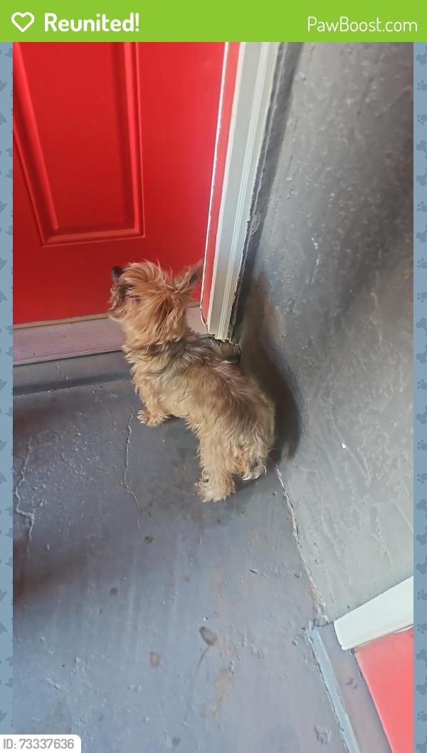 Reunited Unknown Dog last seen Near Shadow Mountain Dr, El Paso, TX 79912, USA, El Paso, TX 79912