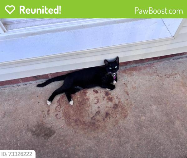 Reunited Female Cat last seen Osmond Dr taylors sc, Taylors, SC 29687