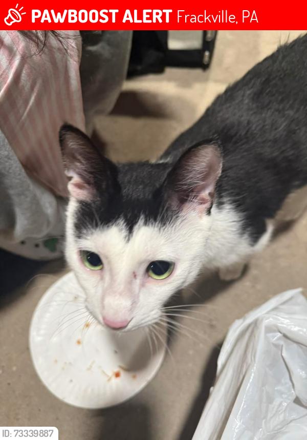 Lost Male Cat last seen Frackville memorial park, Frackville, PA 17931