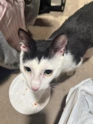 Lost Male Cat last seen Frackville memorial park, Frackville, PA 17931