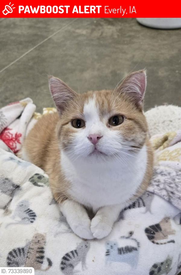 Lost Female Cat last seen Everly Fire Department, Everly, IA 51338