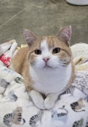 Lost Female Cat last seen Everly Fire Department, Everly, IA 51338