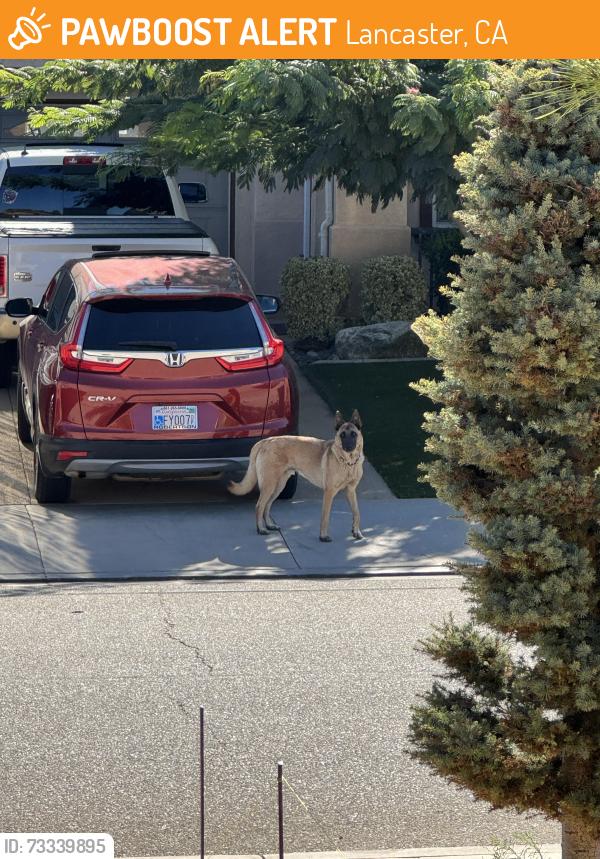 Found/Stray Male Dog last seen 70th west & Ave L, Lancaster, CA 93536
