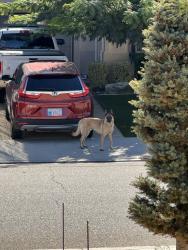Found/Stray Male Dog last seen 70th west & Ave L, Lancaster, CA 93536