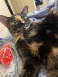 Reunited Female Cat last seen Near Brookevale ct Alpharetta ga30004, Alpharetta, GA 30004
