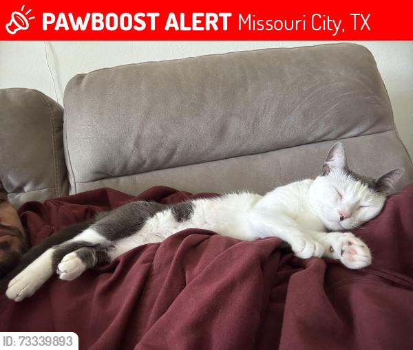 Lost Female Cat last seen Sienna Pkwy & Henry Watts Rd, Missouri City, TX 77459