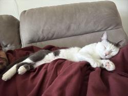 Lost Female Cat last seen Sienna Pkwy & Henry Watts Rd, Missouri City, TX 77459