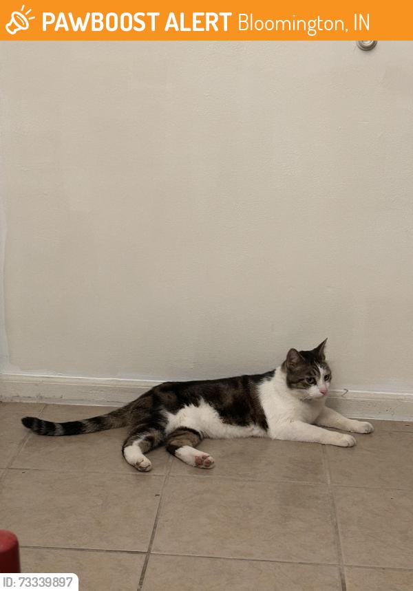 Found/Stray Male Cat last seen John Hinkle pl, Bloomington, IN 47408