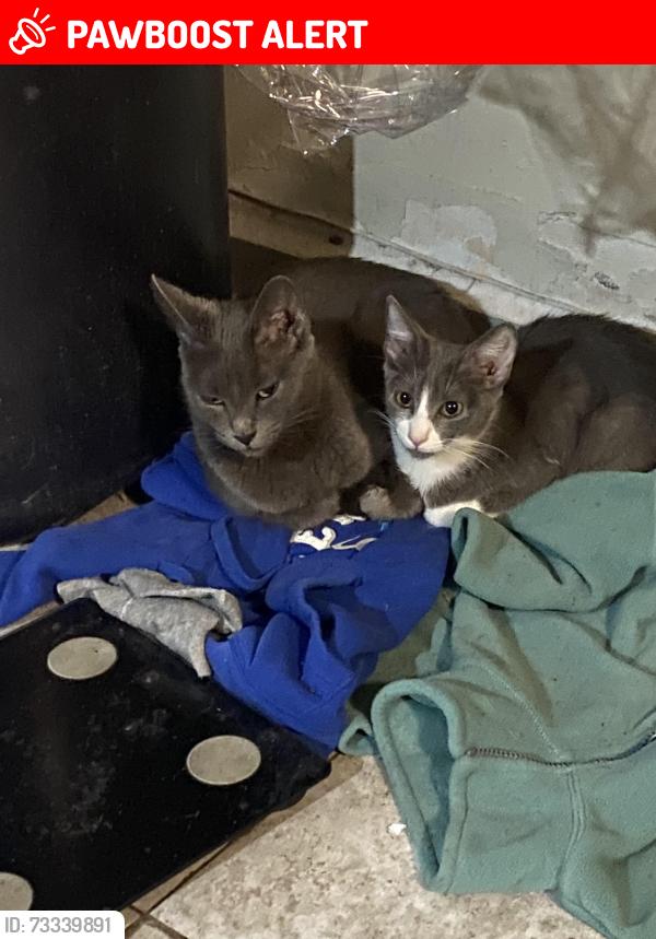 Lost Female Cat last seen CALLE SAN JERONIMO 841 Y CALLE STA LUISA DE MARILLAC Y SAN GABRIEL, Jardines de la Silla, N.L. 67250