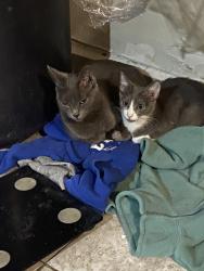 Lost Female Cat last seen CALLE SAN JERONIMO 841 Y CALLE STA LUISA DE MARILLAC Y SAN GABRIEL, Jardines de la Silla, N.L. 67250