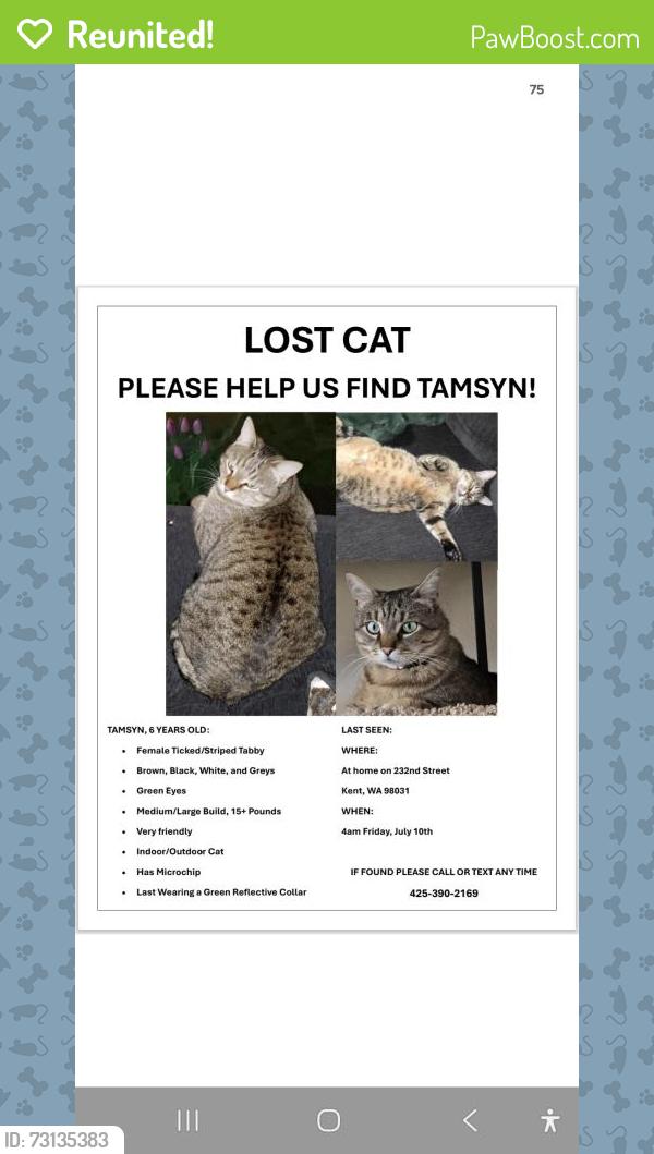Reunited Female Cat last seen Kent East Hill, Kent, WA 98031