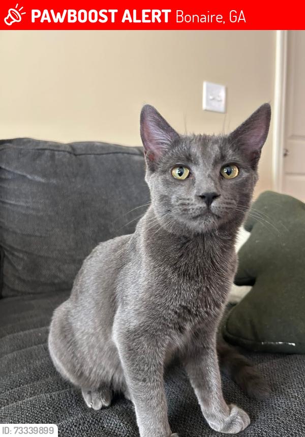 Lost Female Cat last seen Idlewood Ct, Bonaire, GA 31005