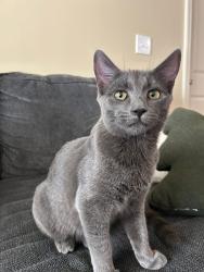 Lost Female Cat last seen Idlewood Ct, Bonaire, GA 31005