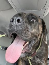 Shelter Stray Female Dog last seen Near 8th St, Atlanta, GA, 1251 Fulton Industrial Blvd NW, Atlanta, GA 30336, USA