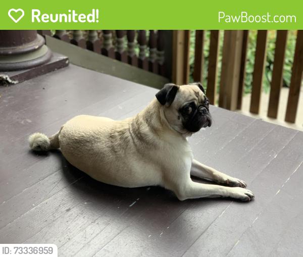 Reunited Female Dog last seen Bellows, Saint Paul, MN 55107
