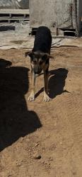 Shelter Stray Male Dog last seen E Clinton Ave & N Highland Ave, Fresno Zone Fresno CO 4 93737, CA, 1510 W Dan Ronquillo Dr, Fresno, CA 93706, USA