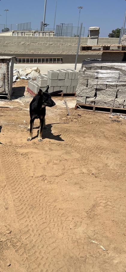 Shelter Stray Male Dog last seen E Clinton Ave & N Highland Ave, Fresno Zone Fresno CO 4 93737, CA, 1510 W Dan Ronquillo Dr, Fresno, CA 93706, USA