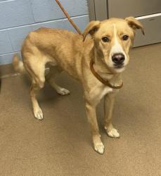 Shelter Stray Male Dog last seen Near Garden Mill Terrace Ellenwood, 30294, 30294, GA, 3280 Chamblee Dunwoody Rd, Chamblee, GA 30341, USA